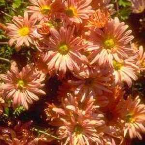 CHRYSANTHEMUM 'Lady Brockett'