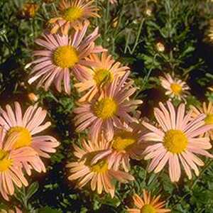 CHRYSANTHEMUM 'Mary Stoker'