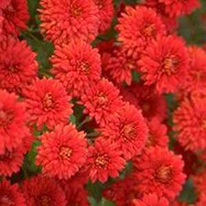 CHRYSANTHEMUM 'Red Velvet'