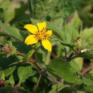 CHRYSOGONUM virginianum