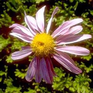 CHRYSANTHEMUM weyrichii