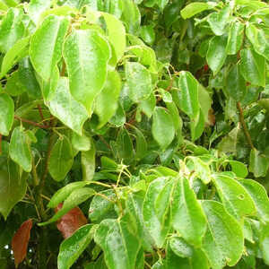 CINNAMOMUM camphora