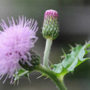 CIRSIUM japonicum 'Pink Beauty'