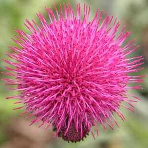 CIRSIUM vulgare 'Atropurpureum'