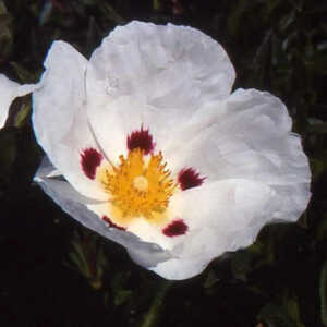 CISTUS aguilarii 'Maculatus'