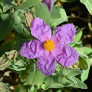 CISTUS albidus