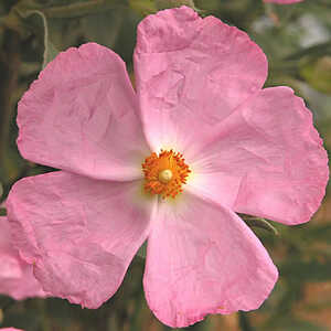 CISTUS x argenteus 'Silver Pink'