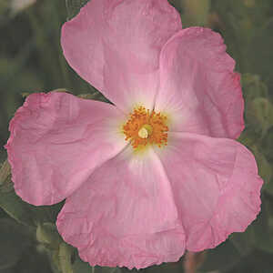 CISTUS x argenteus 'Silver Pink'