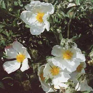 CISTUS x canescens f. albus