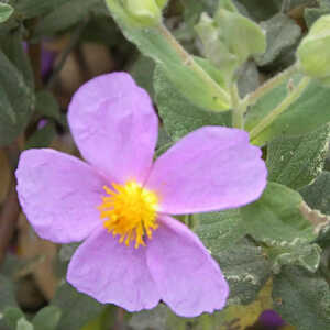 CISTUS x canescens