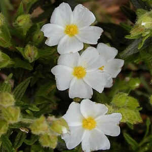 CISTUS clusii (=rosmanifolius)