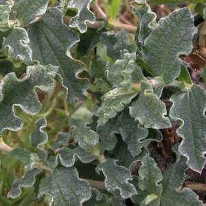 CISTUS crispus 'Prostratus'