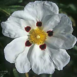 CISTUS x dansereaui 'Decumbens'