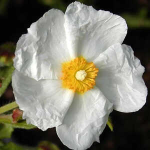 CISTUS x florentinus 'Repens'