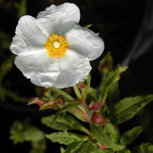 CISTUS x florentinus (=monspeliensis)