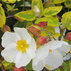 CISTUS x hybridus GOLD PRIZE