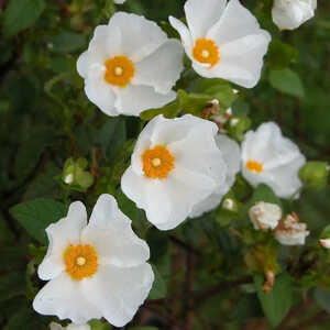 CISTUS hybridus (C. corbariensis)