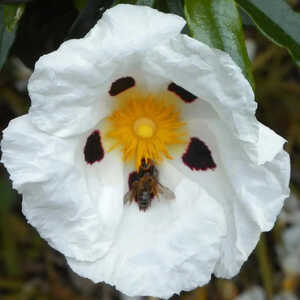 CISTUS ladanifer