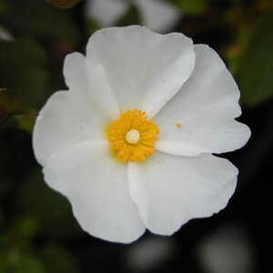 CISTUS monspeliensis