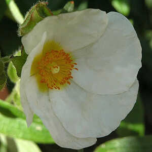 CISTUS x oblongifolius