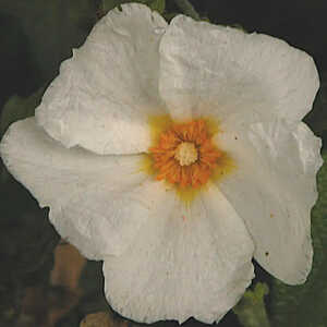 CISTUS x obtusifolius