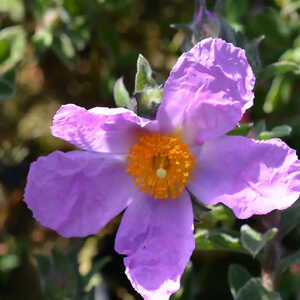 CISTUS 'Peggy Sammons'