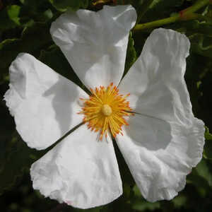 CISTUS populifolius