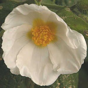 CISTUS psilosepalus