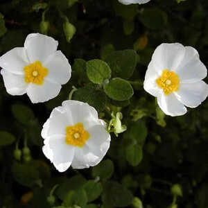 CISTUS salviifolius 'Avalanche'