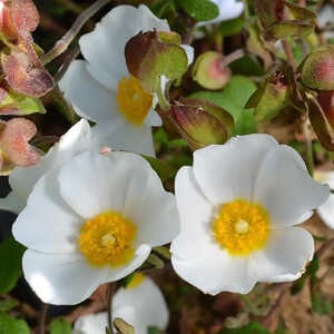 CISTUS salviifolius