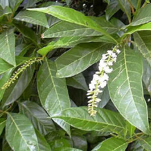 CITHAREXYLUM spicatum