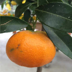 Mandarinier (CITRUS Deliciosa)
