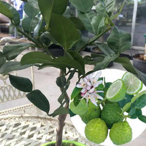 Combava (CITRUS hystrix)