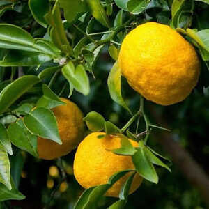 Citronnier Yuzu (CITRUS junos)