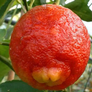 Lime rouge (CITRUS limonia 'Osbeck')