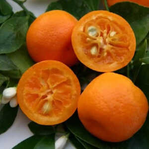 Calamondin (CITRUS madurensis)