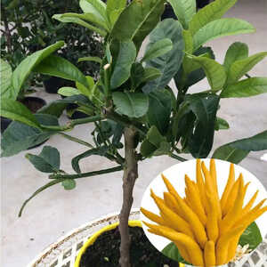 Citronnier 'Main de Bouddha' (CITRUS medica var. sarcodactylis)