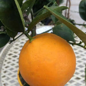 Citronnier Meyer (CITRUS Meyer)