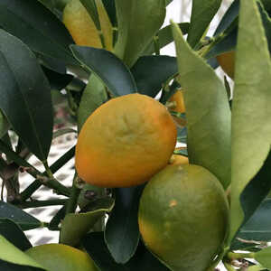 Kumquat (x CITROFORTUNELLA microcarpa)