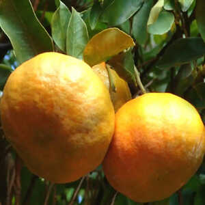 Clementinier (CITRUS reticulata)