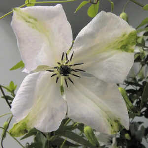 CLEMATIS 'Alba Luxurians'