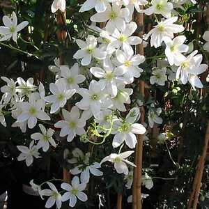 CLEMATIS 'Avalanche'