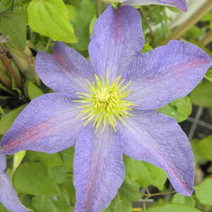 CLEMATIS Bonanza (='Evipo 031'®)