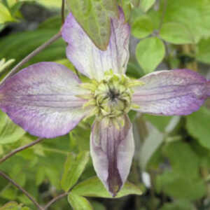 CLEMATIS Cassis (='Evipo 020'®)