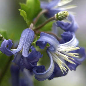 CLEMATIS 'Côte d'Azur' (Heracleifolia Group)