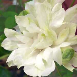 CLEMATIS 'Delphine'