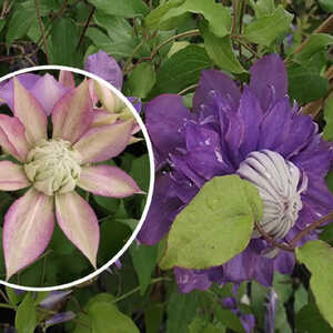 CLEMATIS Diamantina ('Evipo 039')