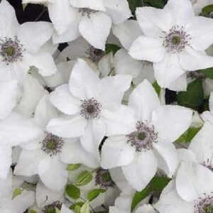 CLEMATIS florida Pistachio? 'Evirida'