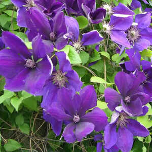 CLEMATIS 'Gipsy Queen'