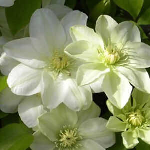 CLEMATIS 'Guernsey Cream'